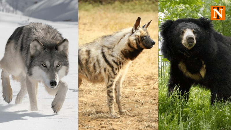 Gorewada International Zoo to Welcome Hyenas, Sloth Bears, and Wolves